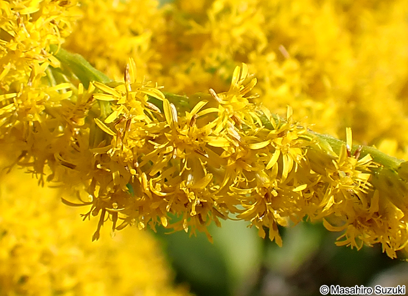セイタカアワダチソウ Solidago altissima
