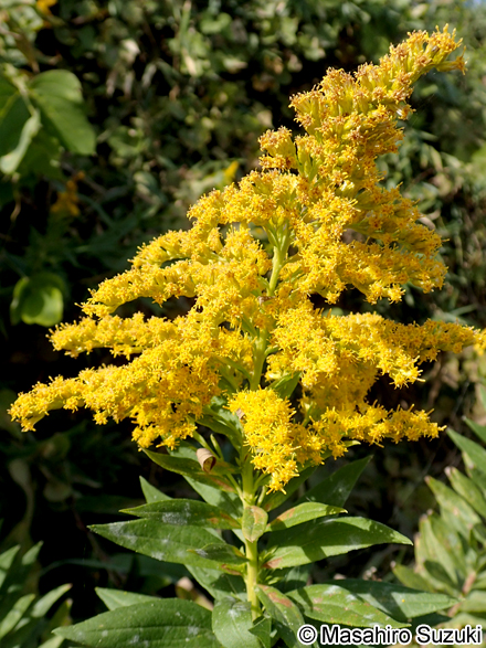 セイタカアワダチソウ Solidago altissima