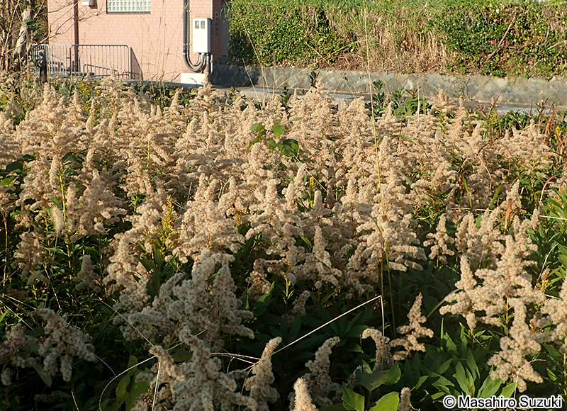セイタカアワダチソウ Solidago altissima