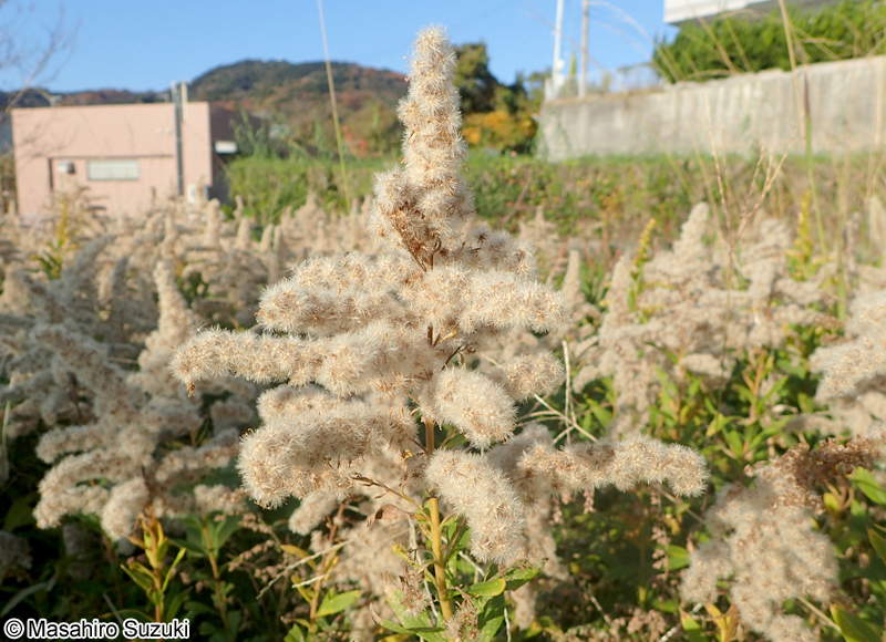 セイタカアワダチソウ Solidago altissima