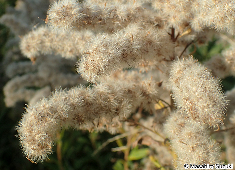 セイタカアワダチソウ Solidago altissima