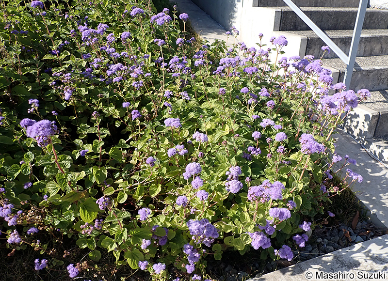 セイヨウフジバカマ Conoclinium sp.