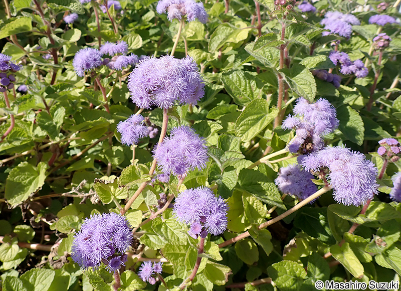 セイヨウフジバカマ Conoclinium sp.