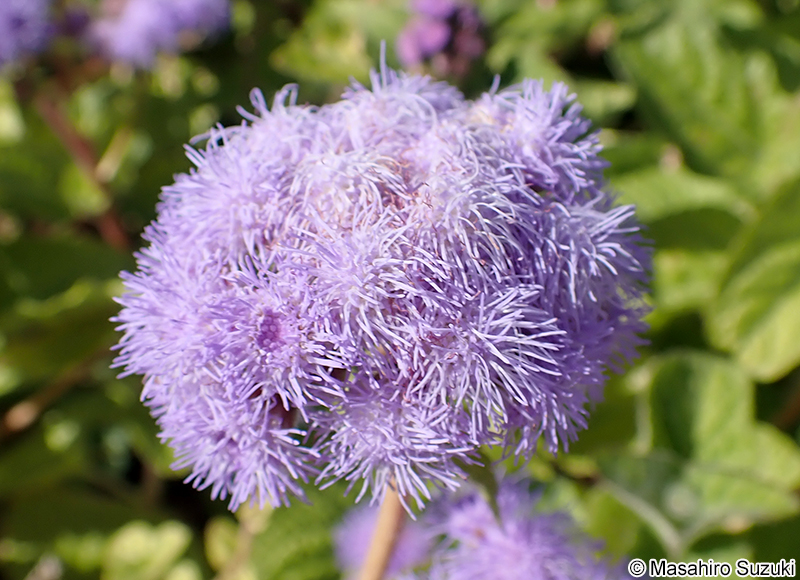 セイヨウフジバカマ Conoclinium sp.