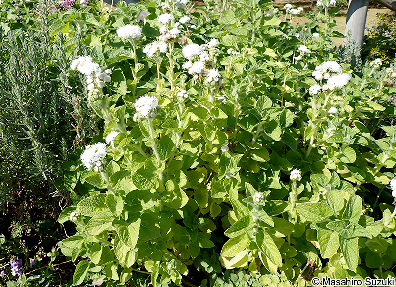 セイヨウフジバカマ Conoclinium sp.