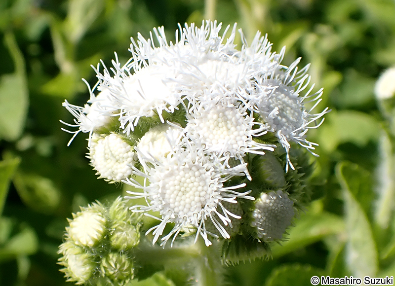 セイヨウフジバカマ Conoclinium sp.