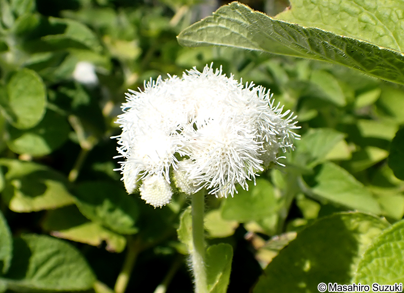 セイヨウフジバカマ Conoclinium sp.