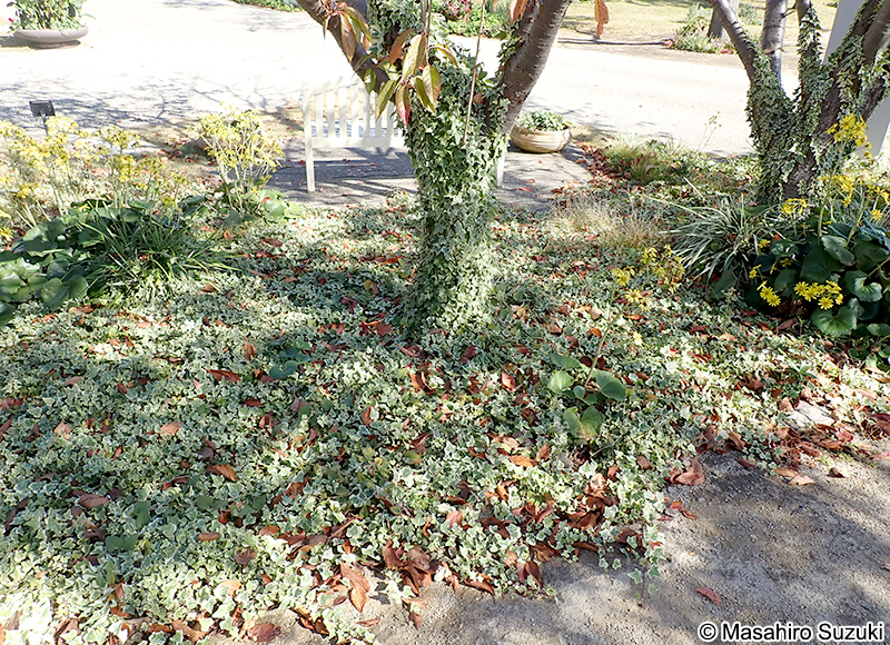 セイヨウキヅタ Hedera helix