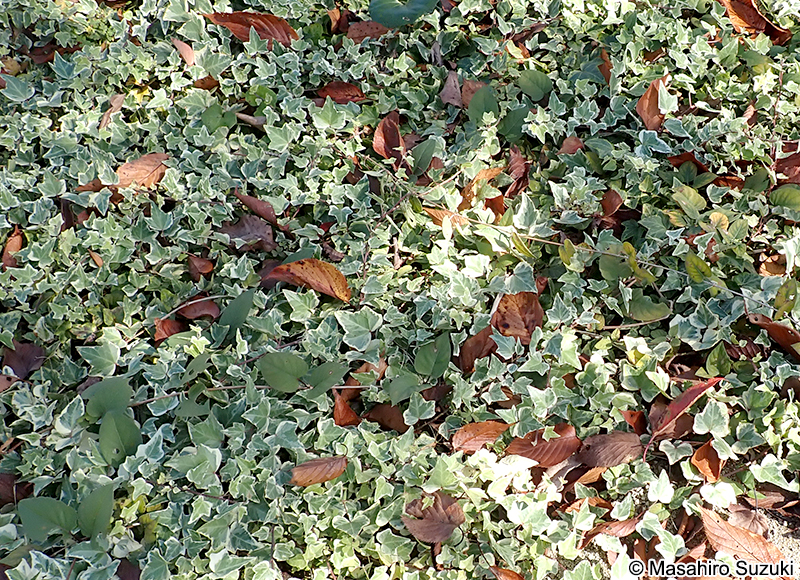 セイヨウキヅタ Hedera helix