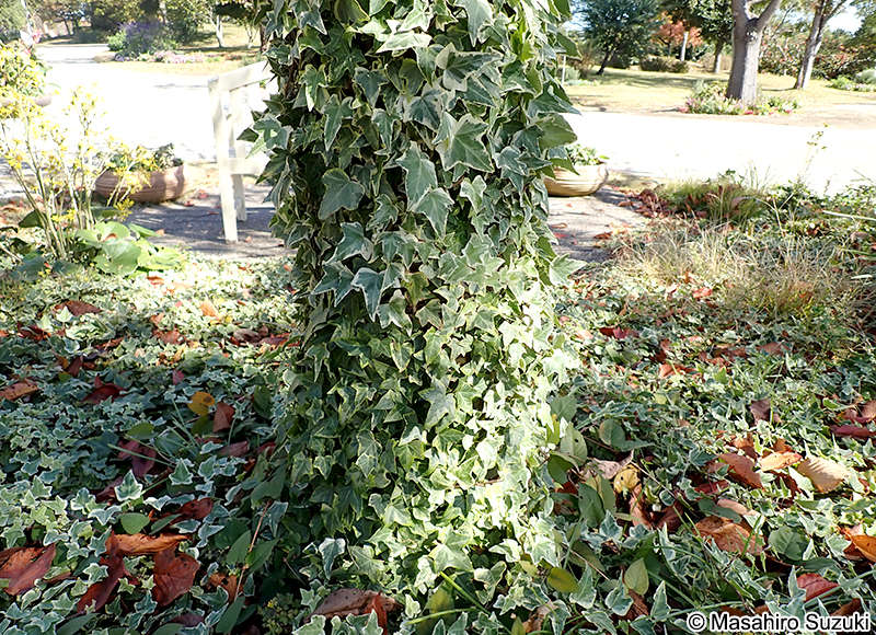セイヨウキヅタ Hedera helix