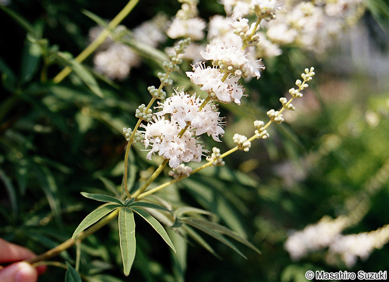 セイヨウニンジンボク Vitex agunus-castus
