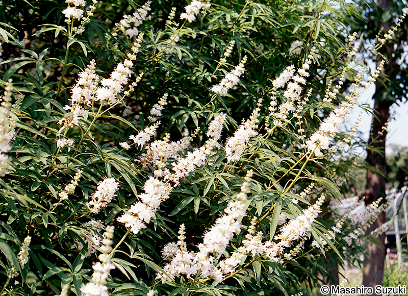 セイヨウニンジンボク Vitex agunus-castus