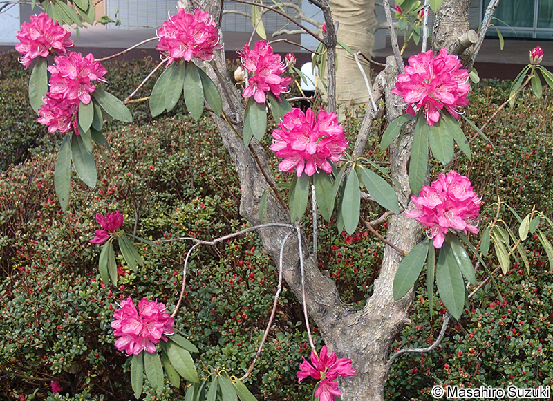 セイヨウシャクナゲ類 Rhododendron spp.