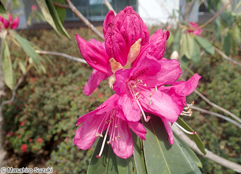 セイヨウシャクナゲ類 Rhododendron spp.