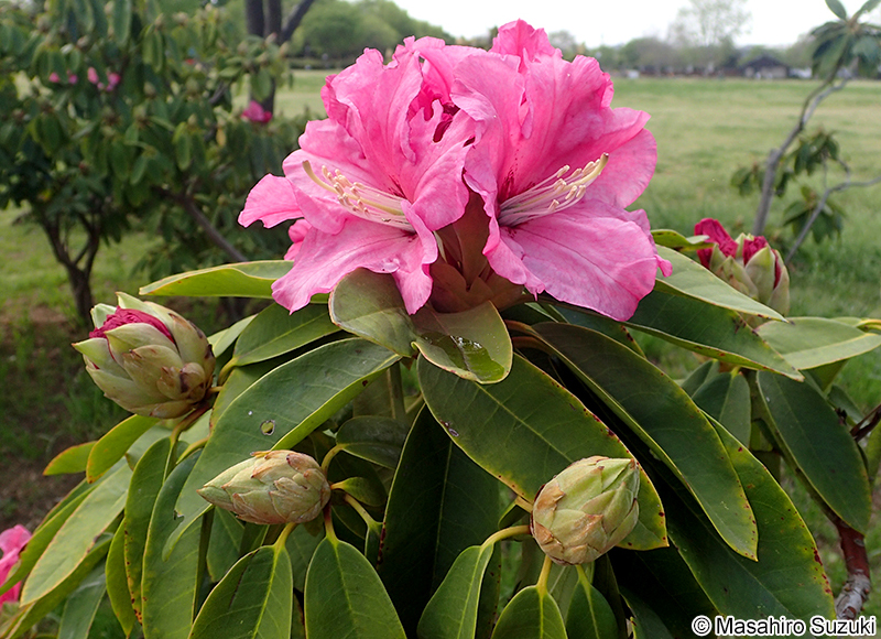 セイヨウシャクナゲ類 Rhododendron spp.