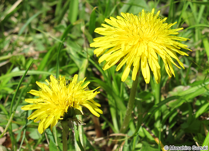 セイヨウタンポポ Taraxacum officinale