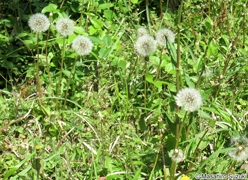 セイヨウタンポポ Taraxacum officinale