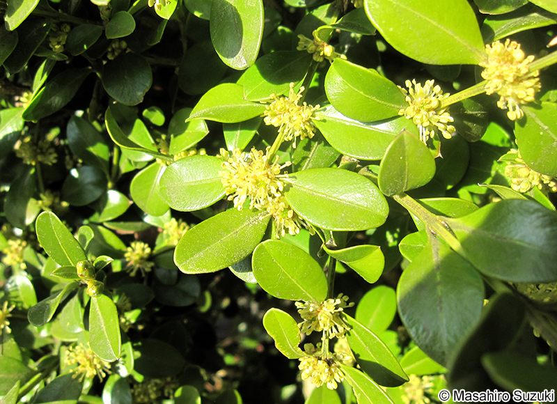 セイヨウツゲ Buxus sempervirens