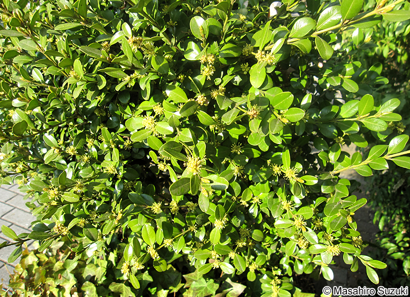 セイヨウツゲ Buxus sempervirens