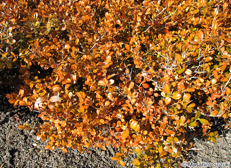 セイヨウツゲ Buxus sempervirens