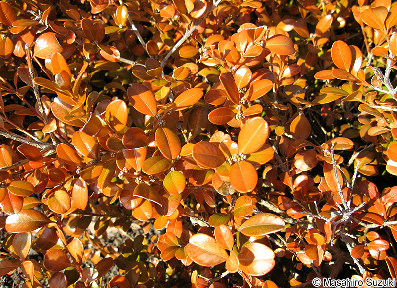 セイヨウツゲの紅葉
