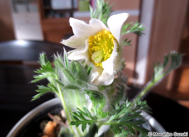 セイヨウオキナグサ Pulsatilla vulgaris 'Alba'