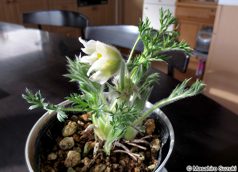セイヨウオキナグサ Pulsatilla vulgaris 'Alba'