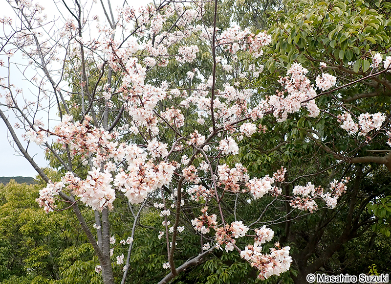Cerasus conradinae x schmitii 'Semi Plena'