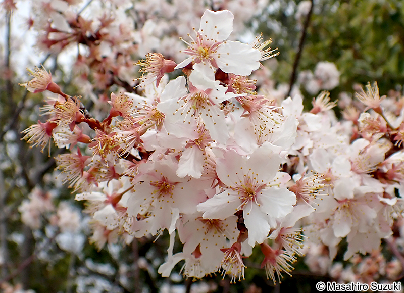 Cerasus conradinae x schmitii 'Semi Plena'