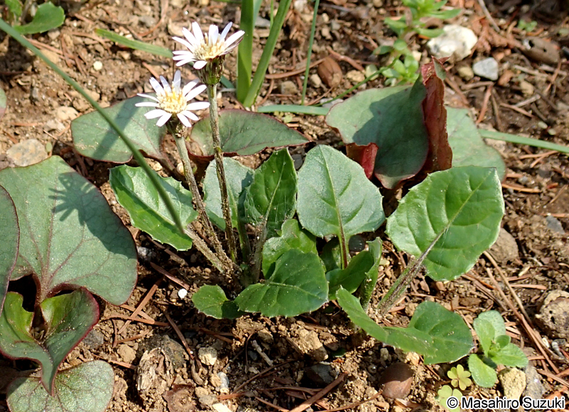 センボンヤリ Leibnitzia anandria