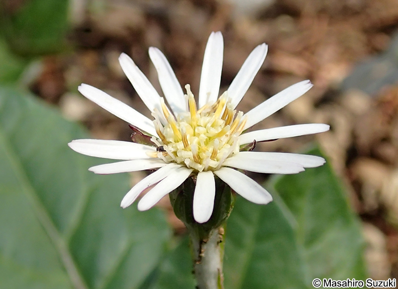 センボンヤリ Leibnitzia anandria