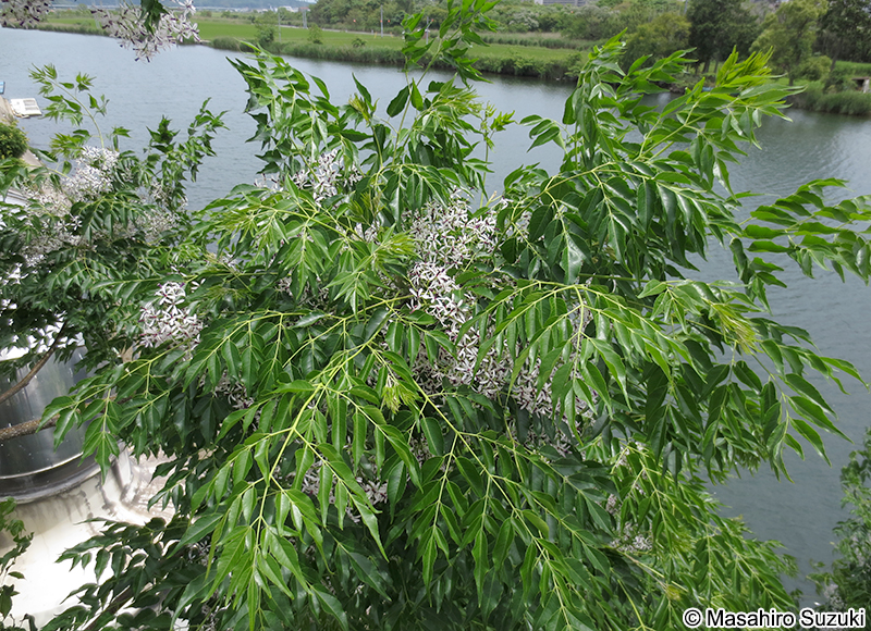 センダン Melia azedarach var. subtripinnata