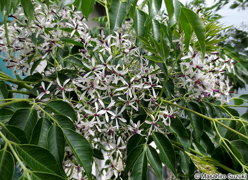 センダン Melia azedarach var. subtripinnata