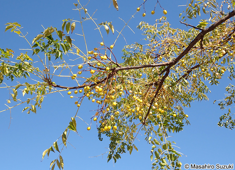 センダン Melia azedarach var. subtripinnata