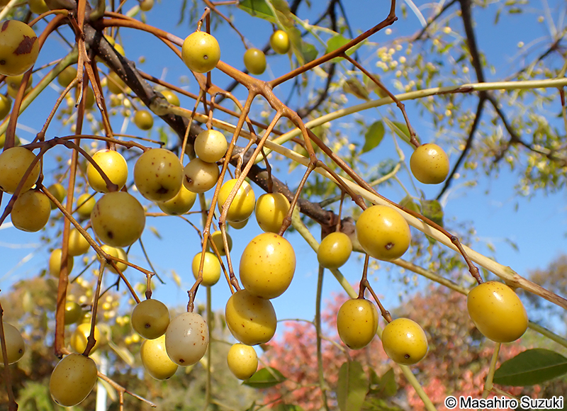センダンの果実