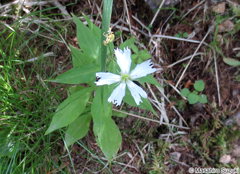 センジュガンピ Silene gracillima