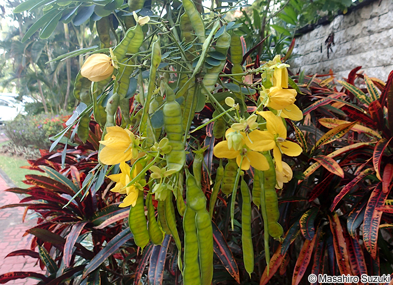 モクセンナ Senna surattensis