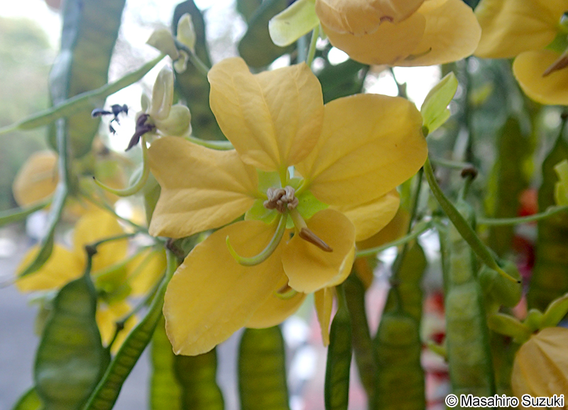 モクセンナ Senna surattensis