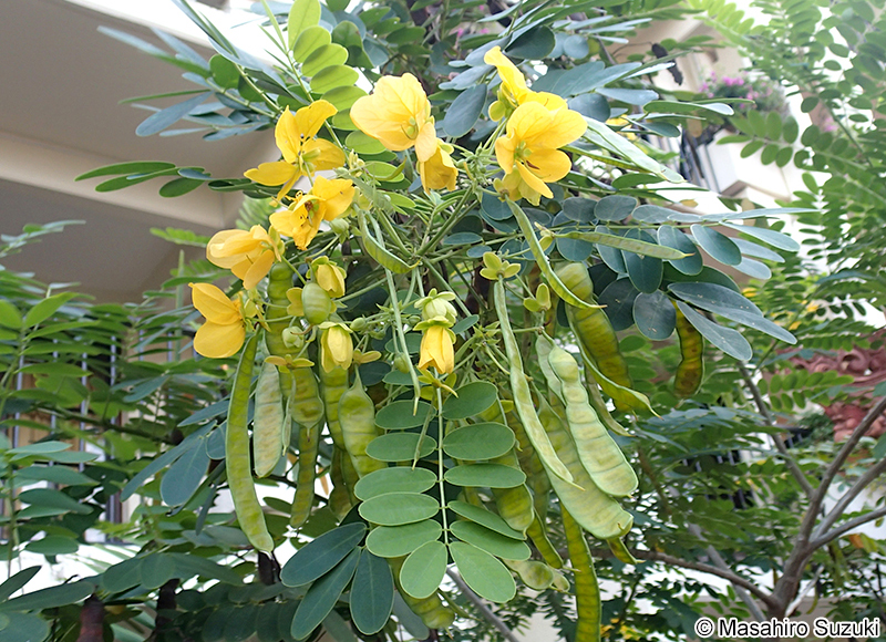 モクセンナ Senna surattensis