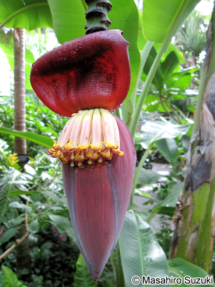 センナリバナナ Musa chiliocarpa