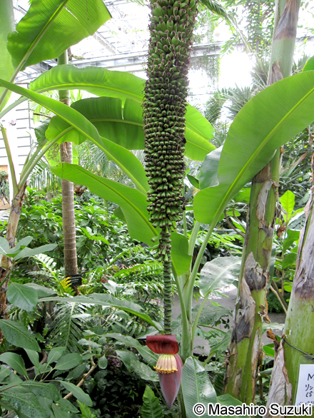 センナリバナナ Musa chiliocarpa