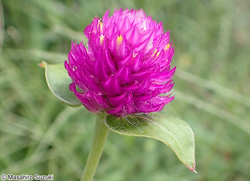 センニチコウ Gomphrena globrosa