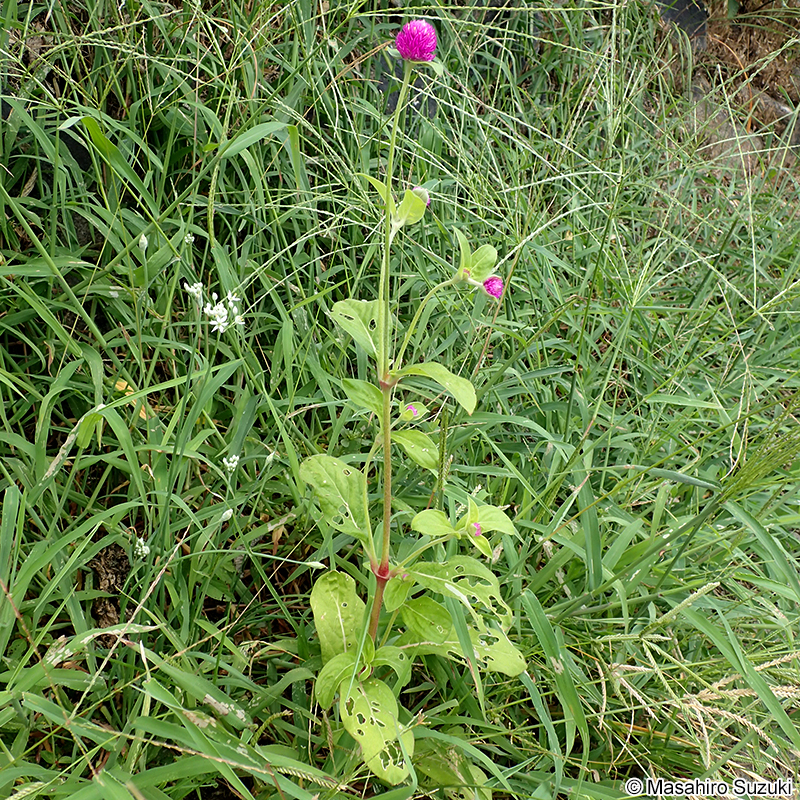 センニチコウ Gomphrena globrosa