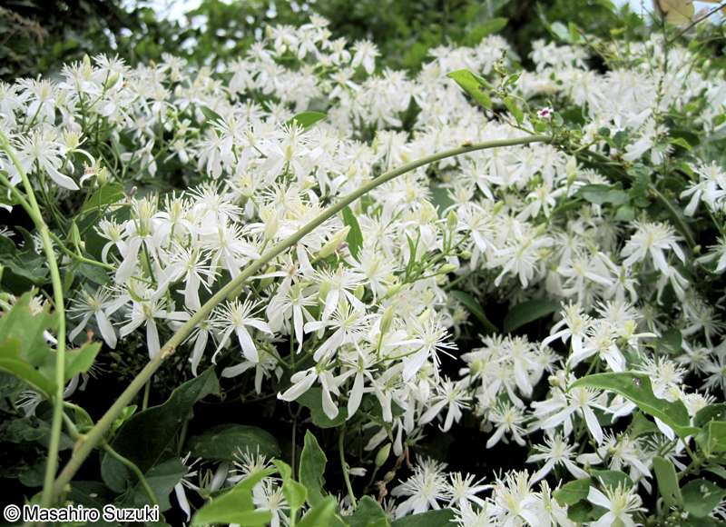センニンソウ Clematis terniflora