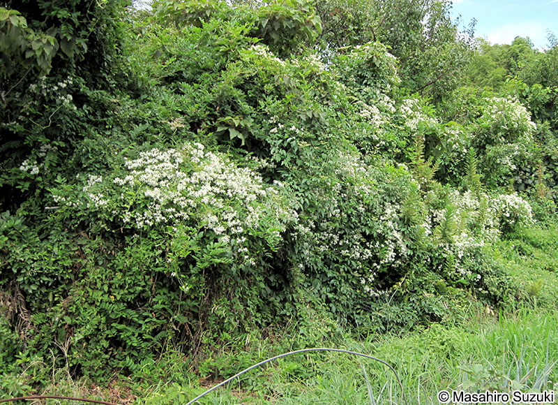 センニンソウ Clematis terniflora