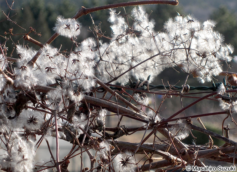 センニンソウ Clematis terniflora
