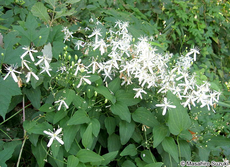 センニンソウ Clematis terniflora