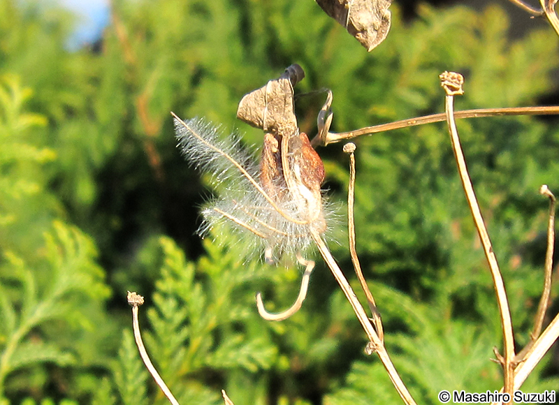 センニンソウ Clematis terniflora