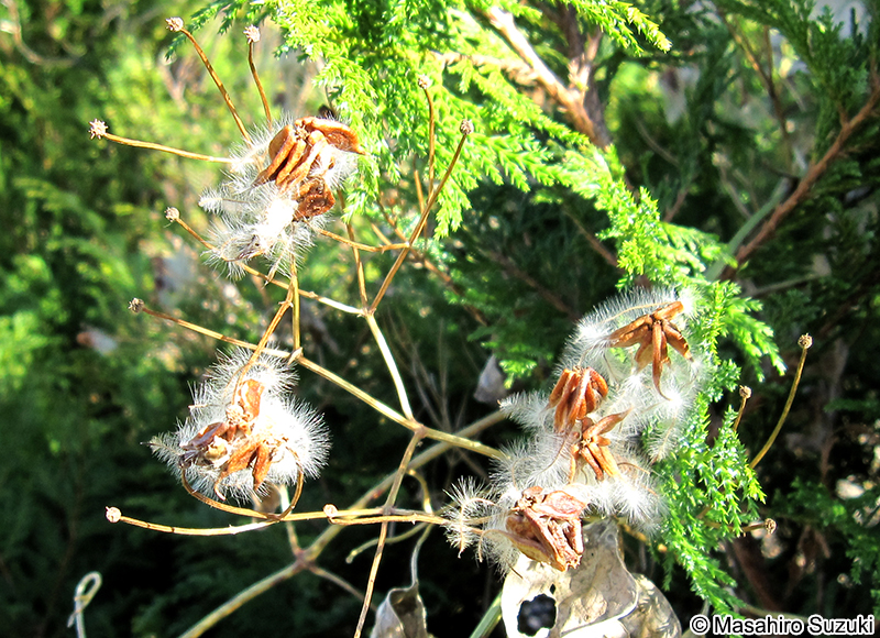 センニンソウ Clematis terniflora