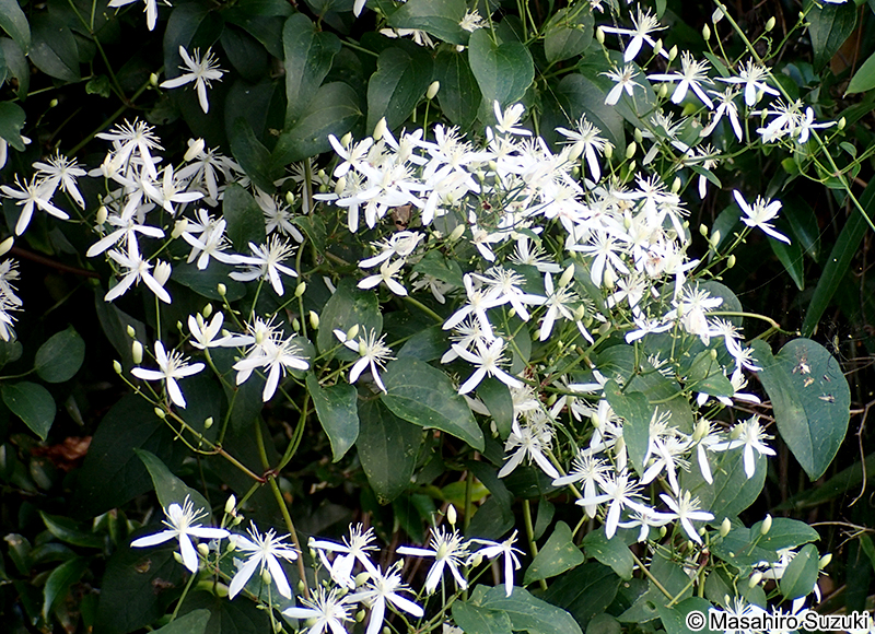センニンソウ Clematis terniflora